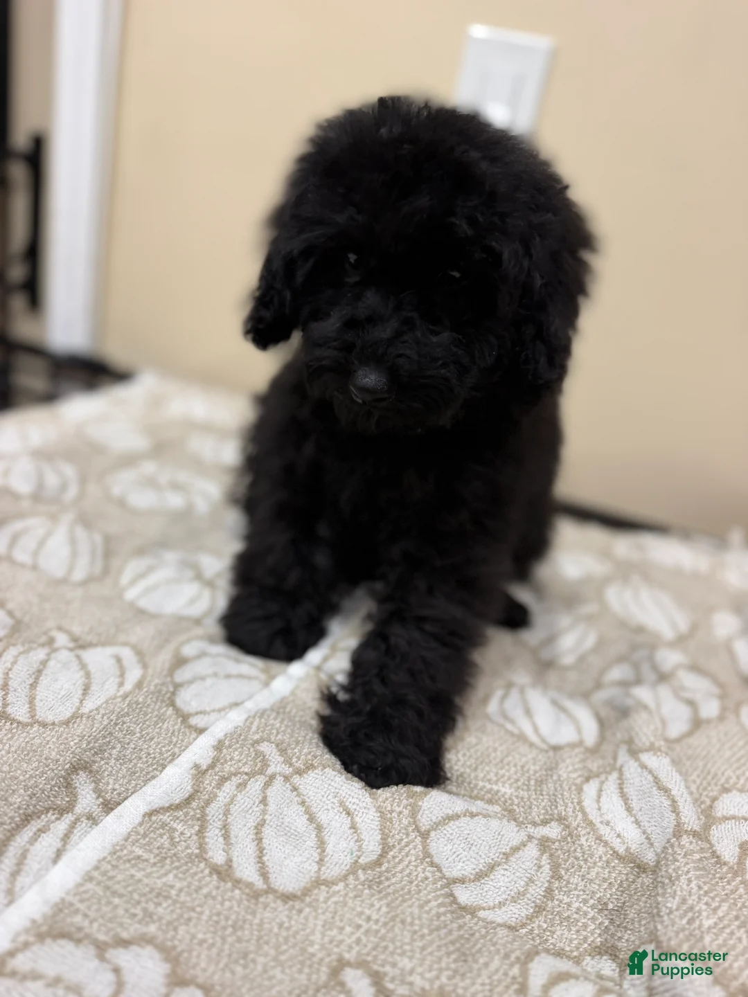 Toy Poodle dogs for sale: Toy Poodle 1 - Ad 2