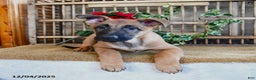 Mixed Breed dogs for sale: Omelet  - Ad 1
