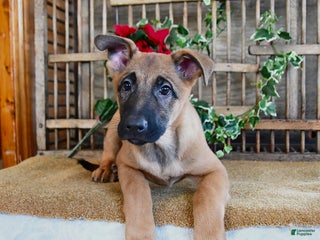 Mixed Breed dogs Omelet - Ad 1