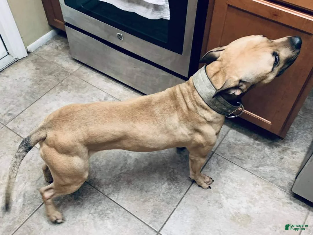 American Pit Bull Terrier dogs for stud: Garner bred stud - Ad 2