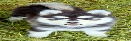 Pomsky dogs for sale: Roxanne - Ad 3