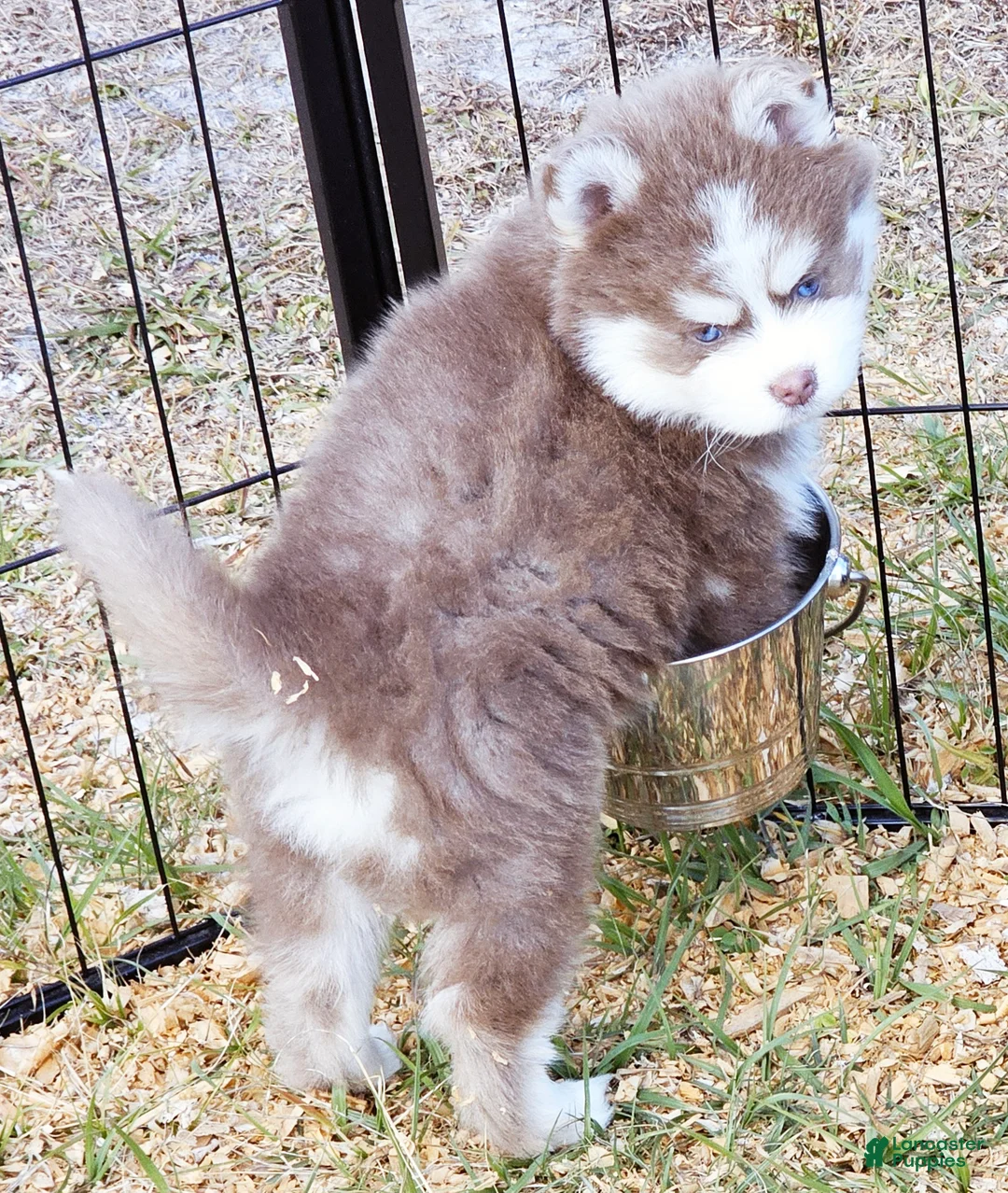 Pomsky dogs for sale: Dakota Lavender - Ad 2