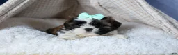 Shih Tzu dogs for sale: HANNAH - Ad 17