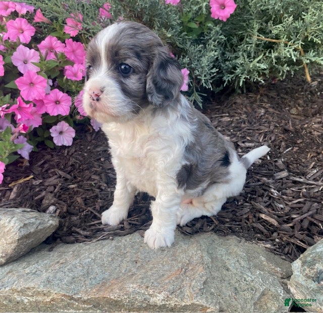 Cavapoo dogs Buddy - Ad 2