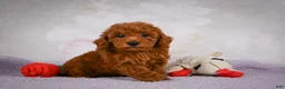 Miniature Poodle dogs for sale: Rocco - Ad 3
