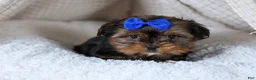 Shorkie dogs for sale: JACKSON - Ad 12