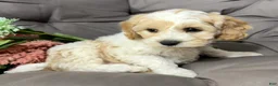 Cockapoo dogs for sale: Biff - Ad 4