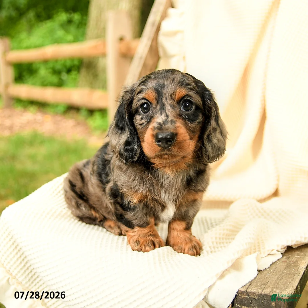 Miniature Dachshund dogs for sale: Darren  - Ad 1