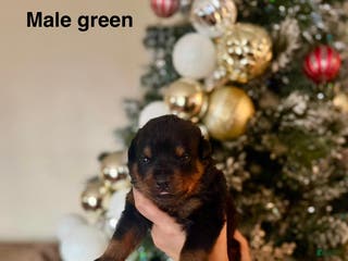 Rottweiler dogs Rottweiler Puppy 3 - Ad 9