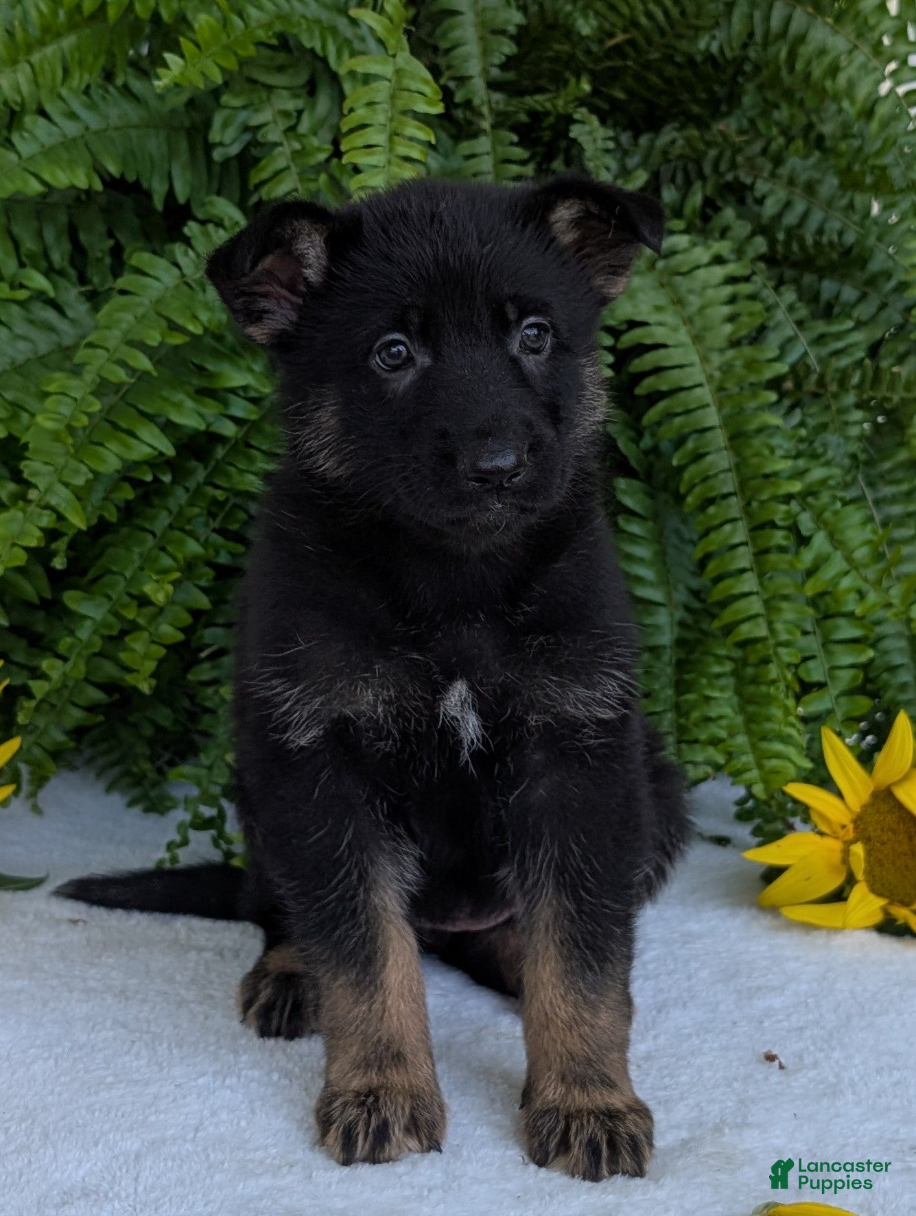 German Shepherd dogs Ivy - Ad 1