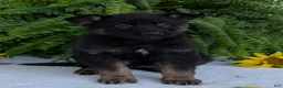 German Shepherd dogs for sale: Ivy - Ad 1