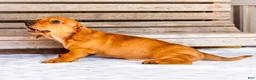 Miniature Dachshund dogs for sale: Carter - Ad 7
