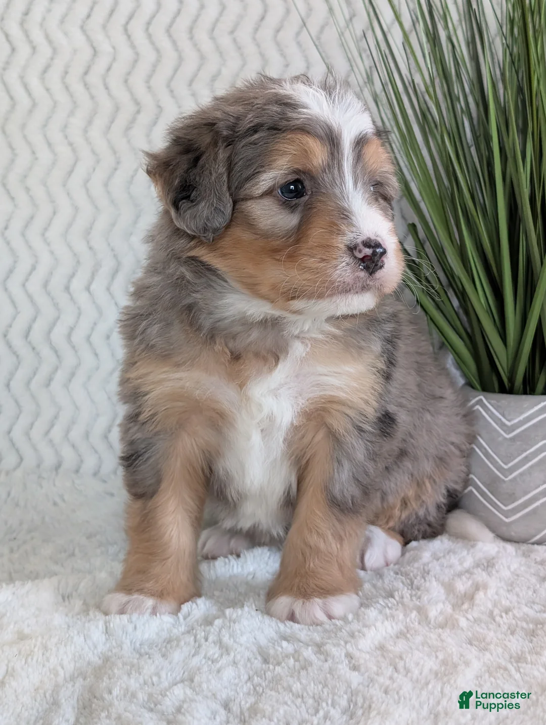 Mini Bernedoodle dogs for sale: Mini Dusty  - Ad 6