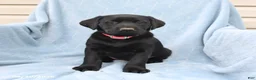 Labrador Retriever dogs for sale: Penny - Ad 2