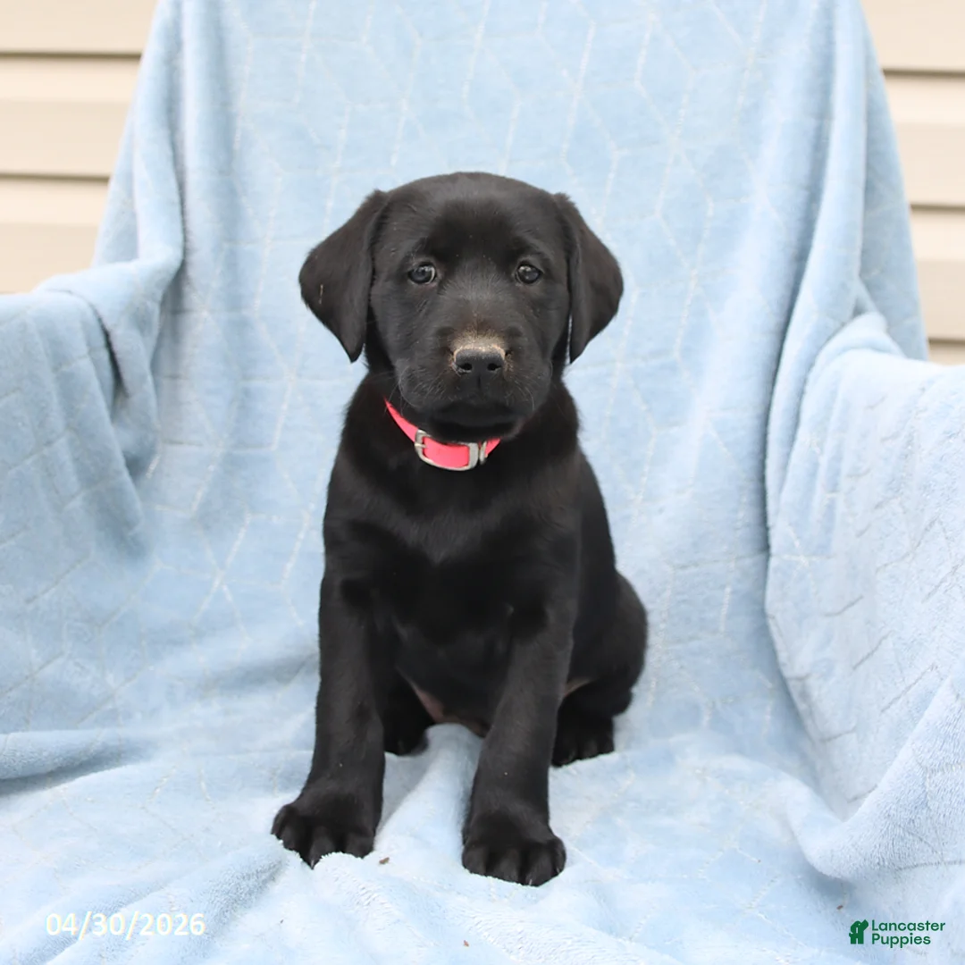 Labrador Retriever dogs for sale: Penny - Ad 2