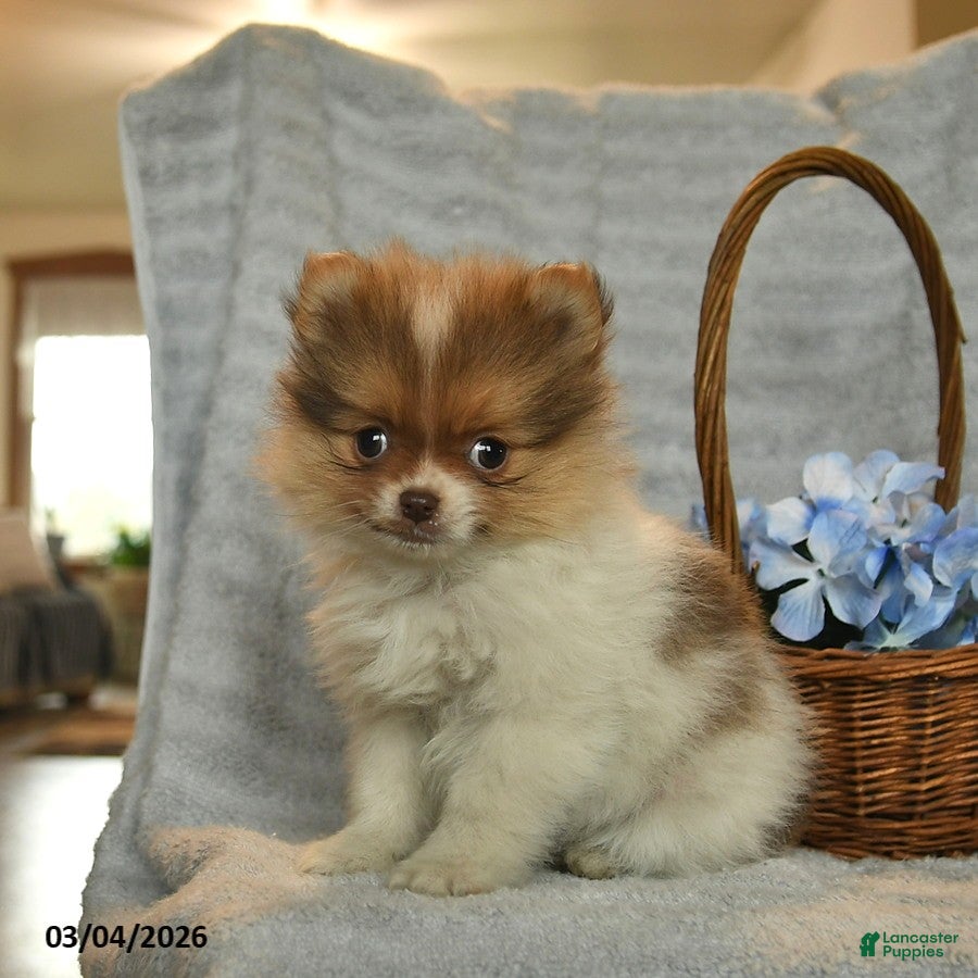 Pomeranian dogs Reggie  - Ad 2