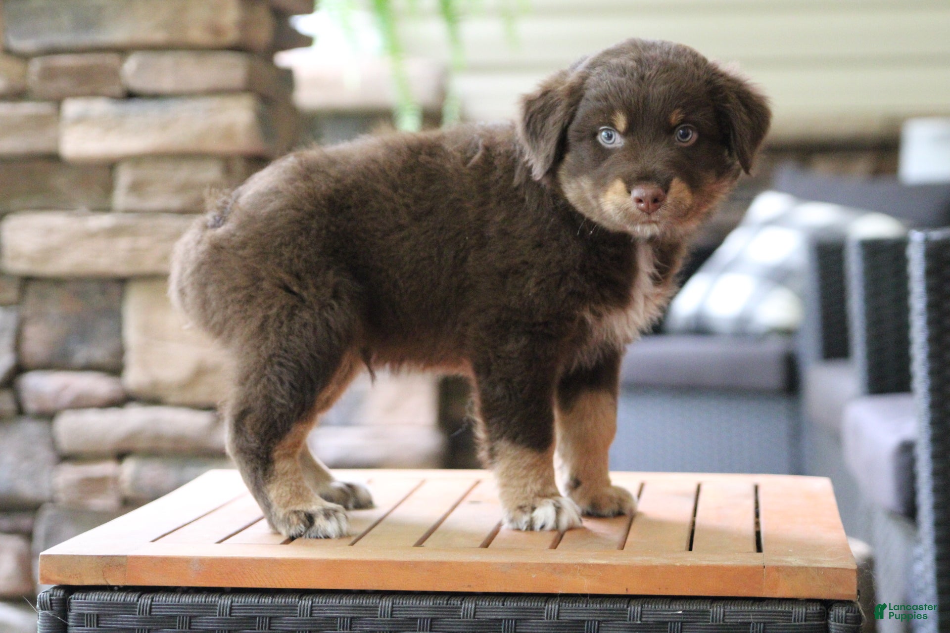 Australian Shepherd dogs forrest - Ad 2