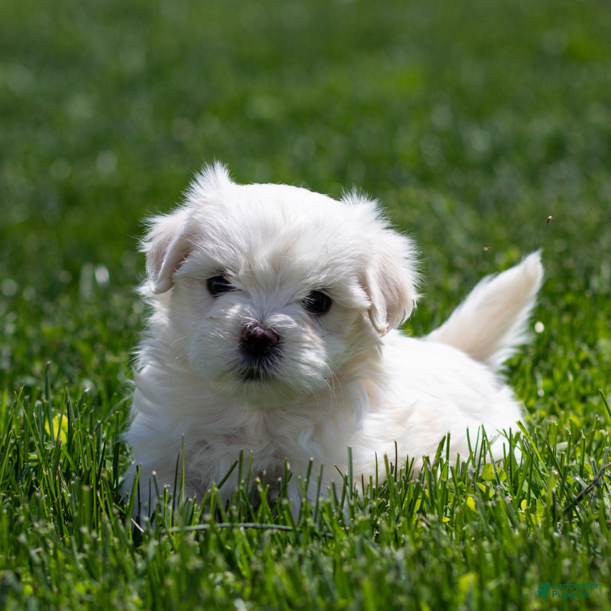Maltese dogs Malcom Maltese Puppy  - Ad 2