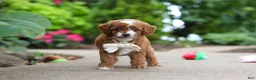 Cavapoo dogs for sale: Pumpkin - Ad 5