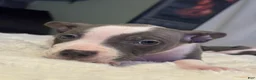 Mixed Breed dogs for sale: Piglet - Ad 6