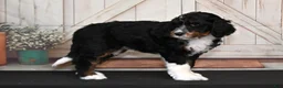 Bernedoodle dogs for sale: Tilly - Ad 3