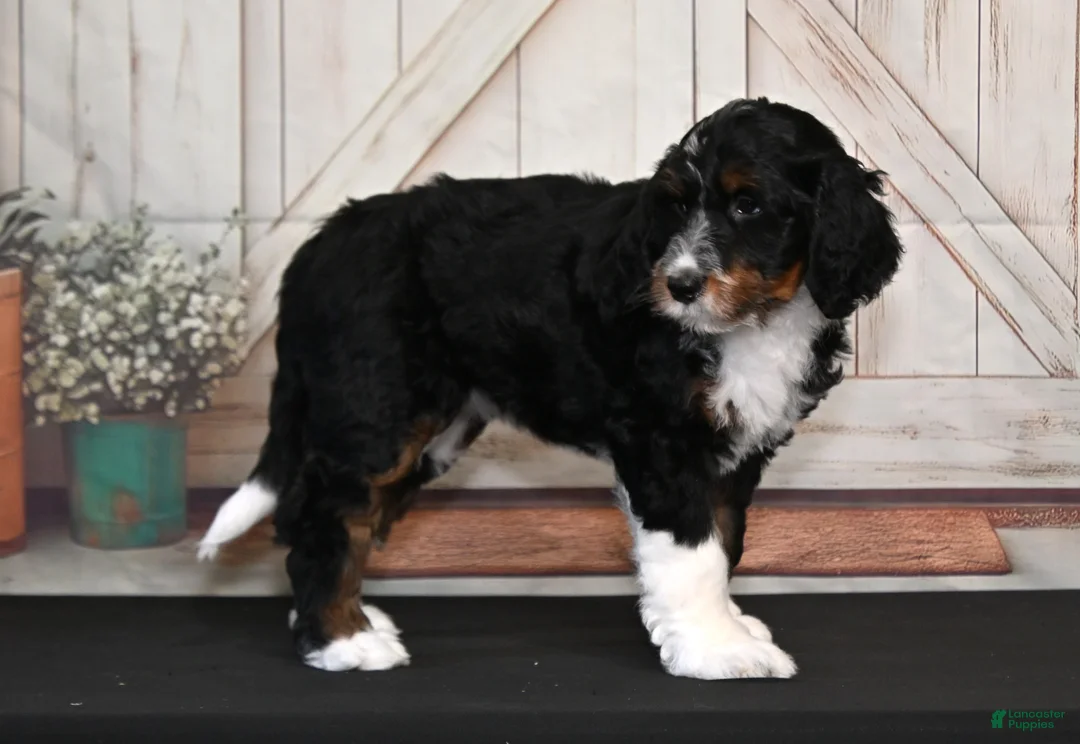 Bernedoodle dogs for sale: Tilly - Ad 3