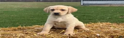 Labrador Retriever dogs for sale: Gertie - Ad 7