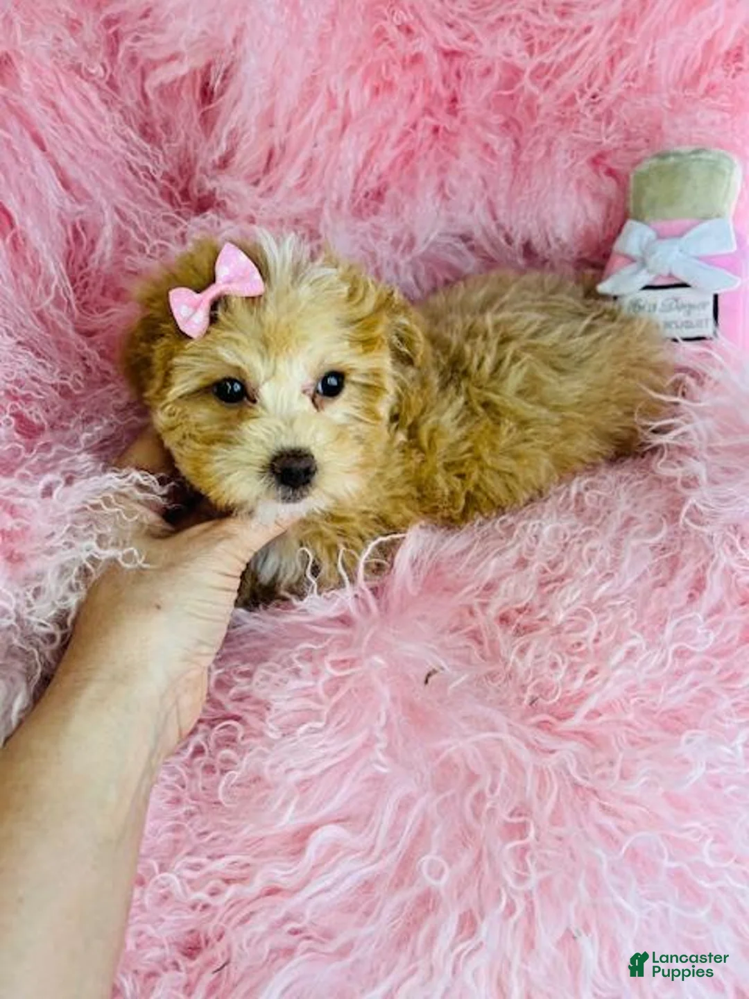 Miniature Poodle dogs for sale: Miniature Poodle Puppy 1 - Ad 3