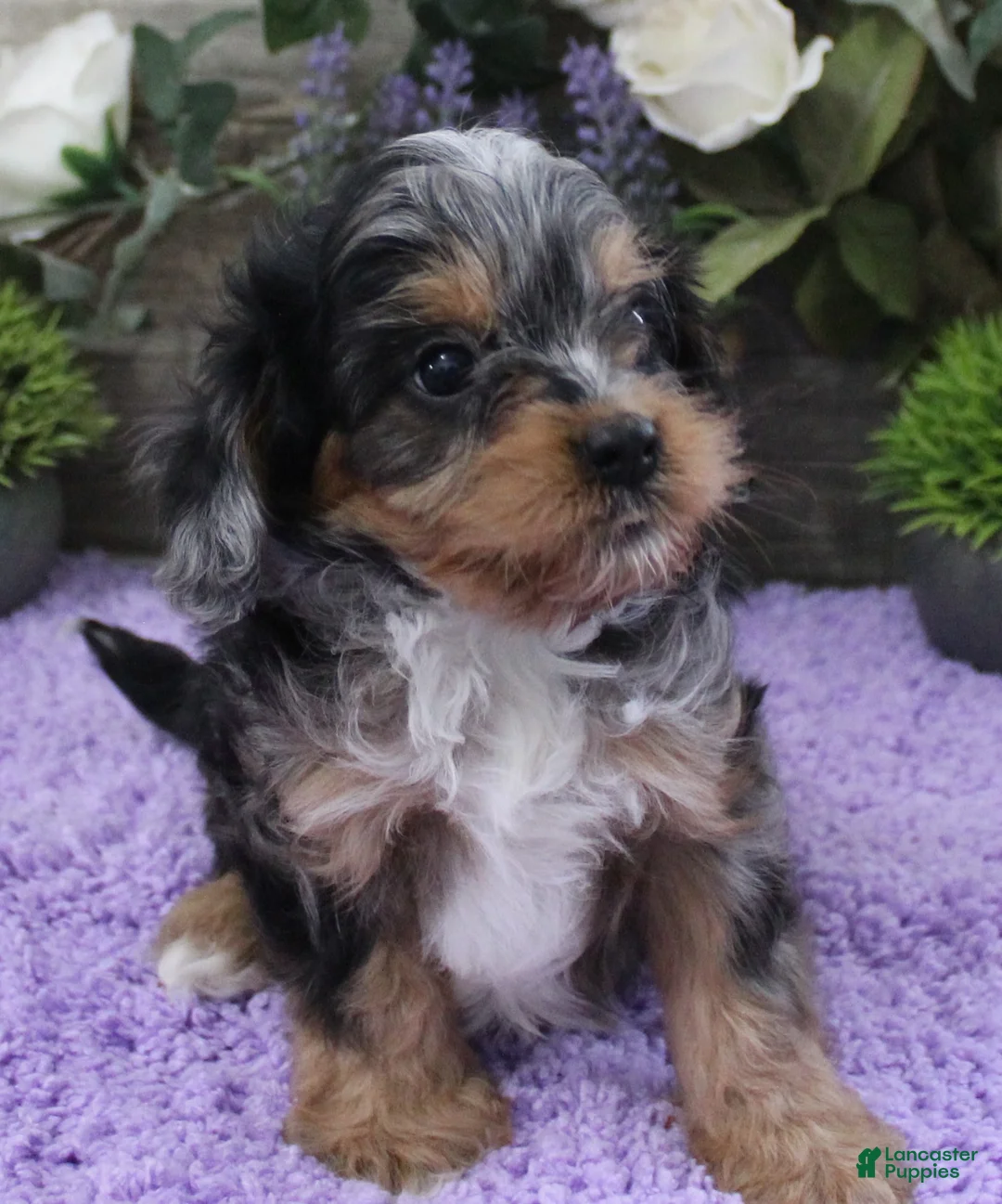 Cavapoo dogs for sale: Chelsea's #2 Male - Ad 2
