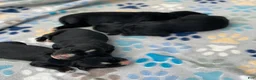 Mixed Breed dogs for sale: Charlie - Ad 9