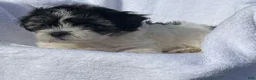 Malshi dogs for sale: Bella - Ad 4