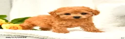 Toy Poodle dogs for sale: Trina - Ad 1