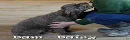 Havapoo dogs for sale: Darla - Ad 11