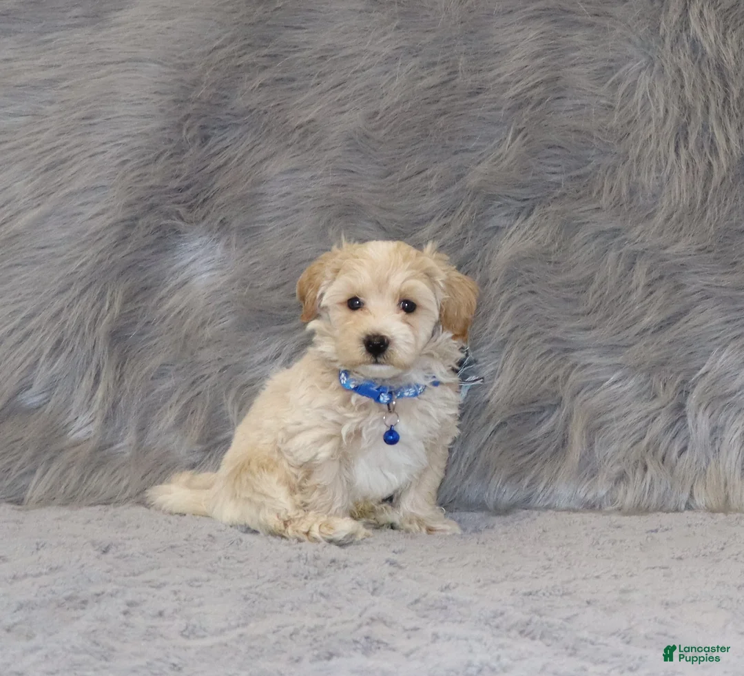 Havapoo dogs for sale: Parker 💙 Miniature - Ad 1