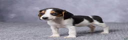 Beagle dogs for sale: Sasha - Ad 5