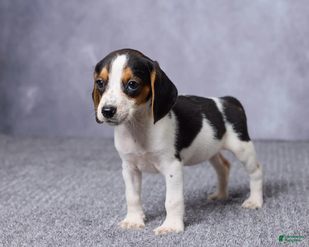 Beagle dogs for sale: Sasha - Ad 5