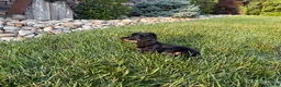 Miniature Dachshund dogs for sale: Kendra - Ad 6