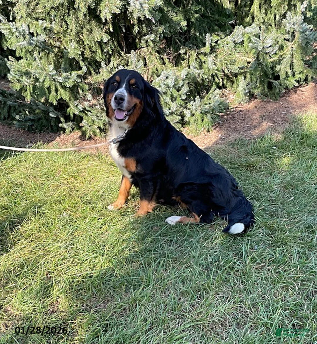Bernese Mountain Dog dogs for sale: Samson - Ad 4