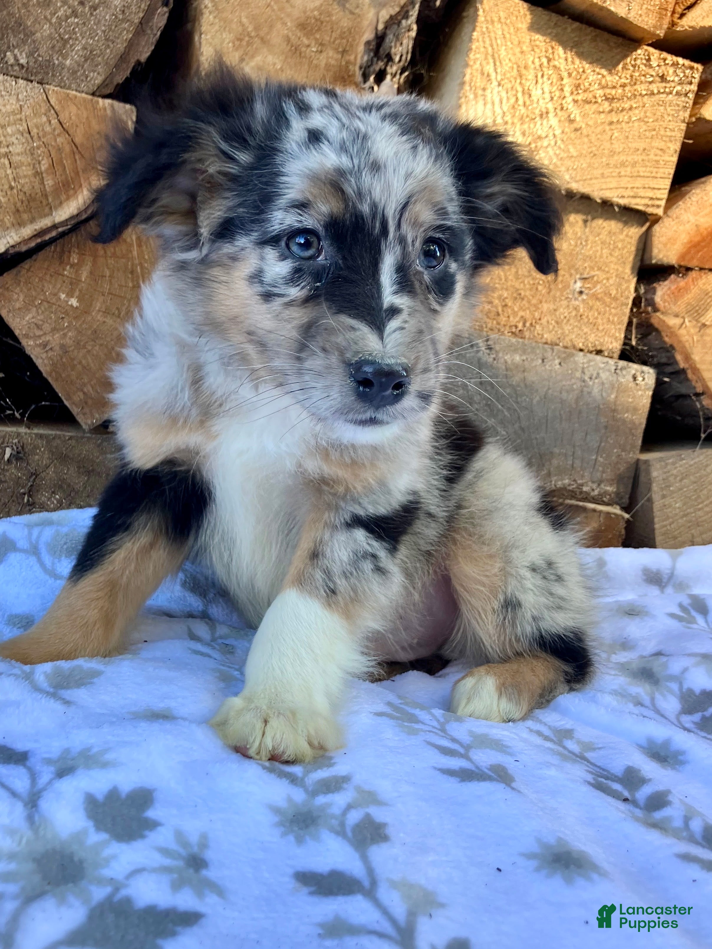 Australian Shepherd dogs for sale: Charlie - Ad 2