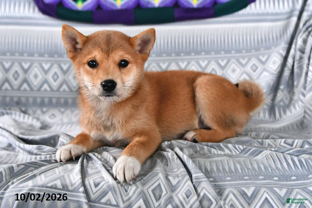 Shiba Inu dogs for sale: Kate - Ad 1