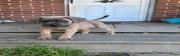 Cane Corso dogs for sale: Hemmy - Ad 3