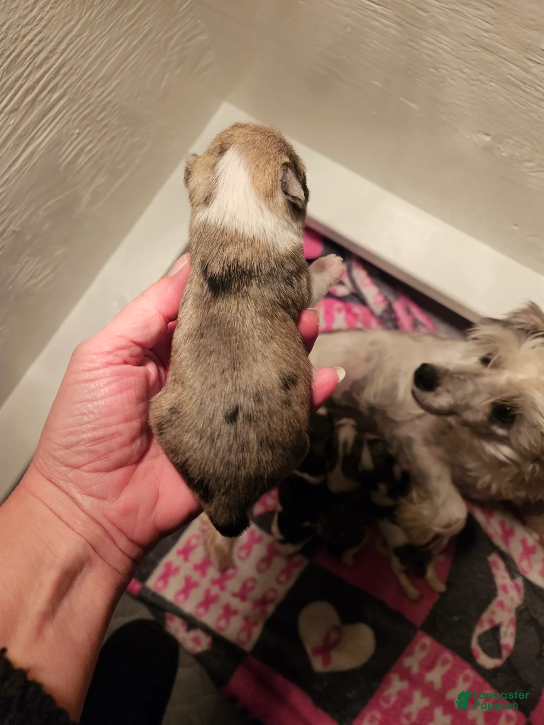 Miniature Schnauzer dogs for sale: Blue tan merle female  - Ad 2