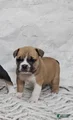 Mixed Breed Puppy 1