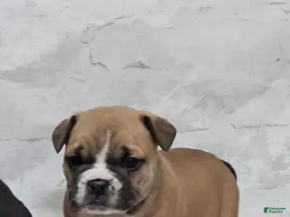 Mixed Breed dogs Mixed Breed Puppy 1 - Ad 41