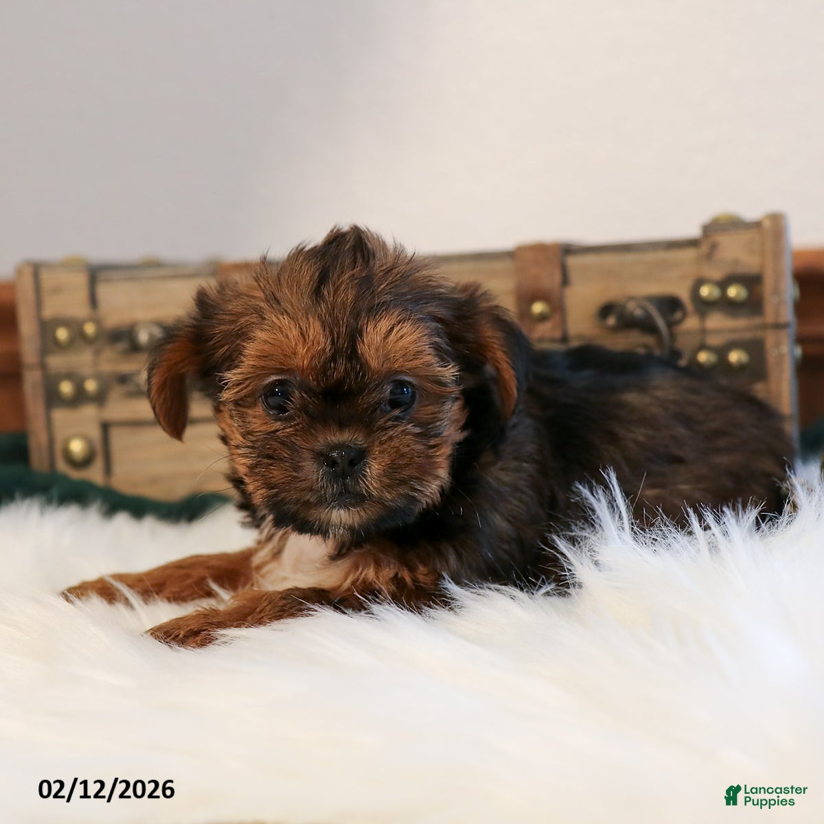 Shorkie dogs Zoey - Ad 12