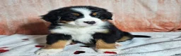 Bernese Mountain Dog dogs for sale: Bentley  - Ad 3