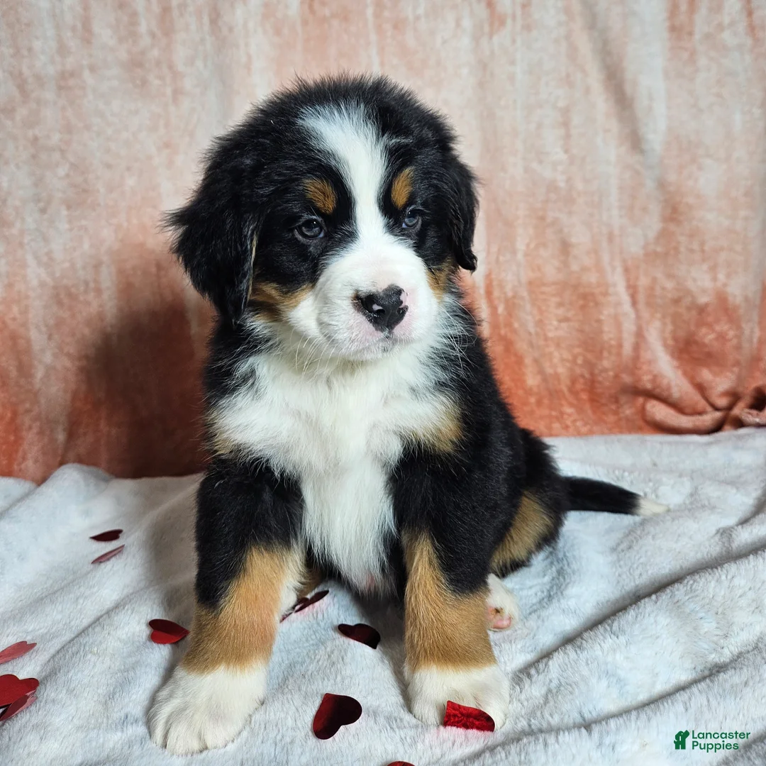 Bernese Mountain Dog dogs for sale: Bentley  - Ad 3