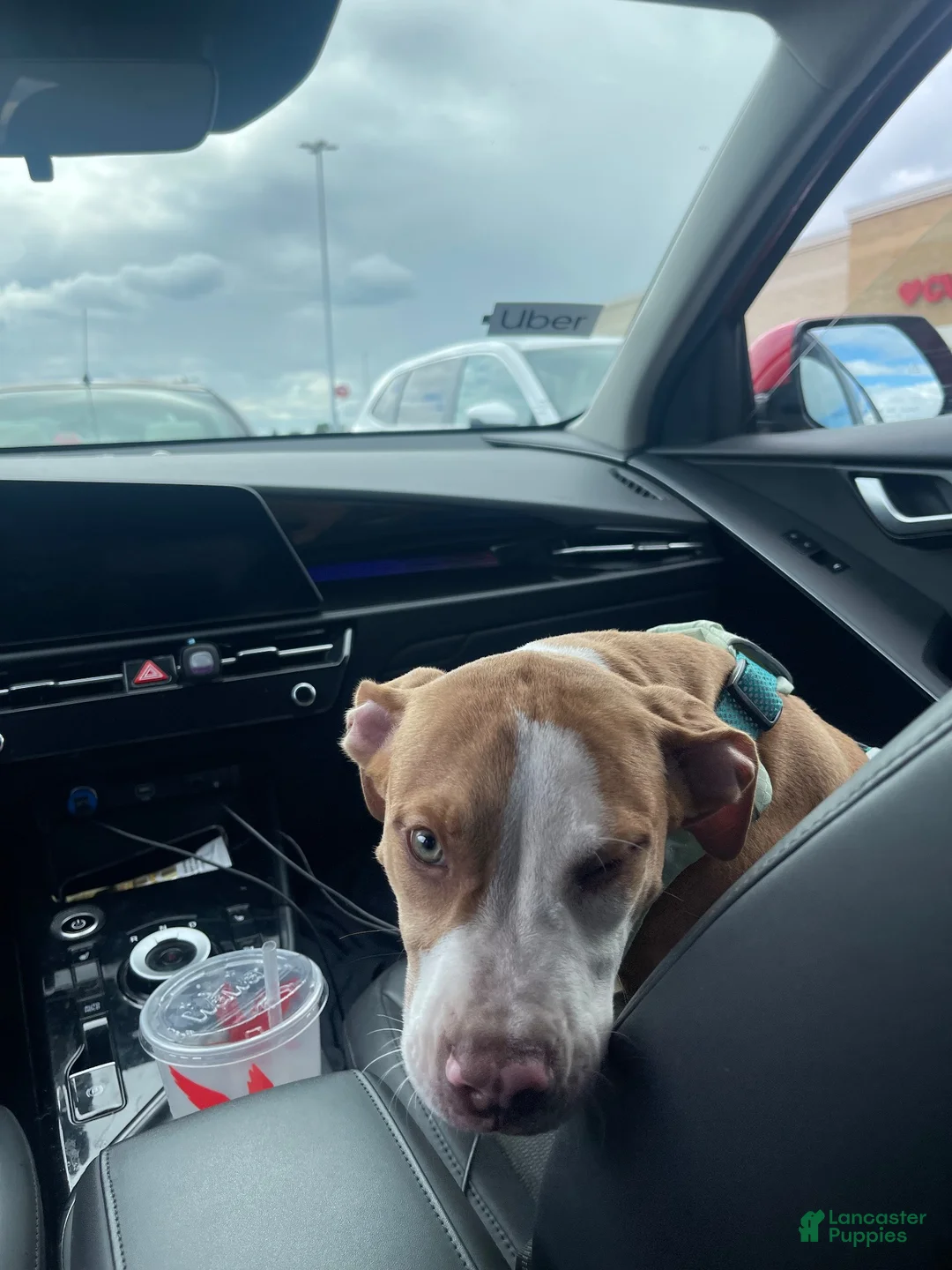 American Pit Bull Terrier dogs for sale: American Pit Bull Terrier 1 - Ad 2