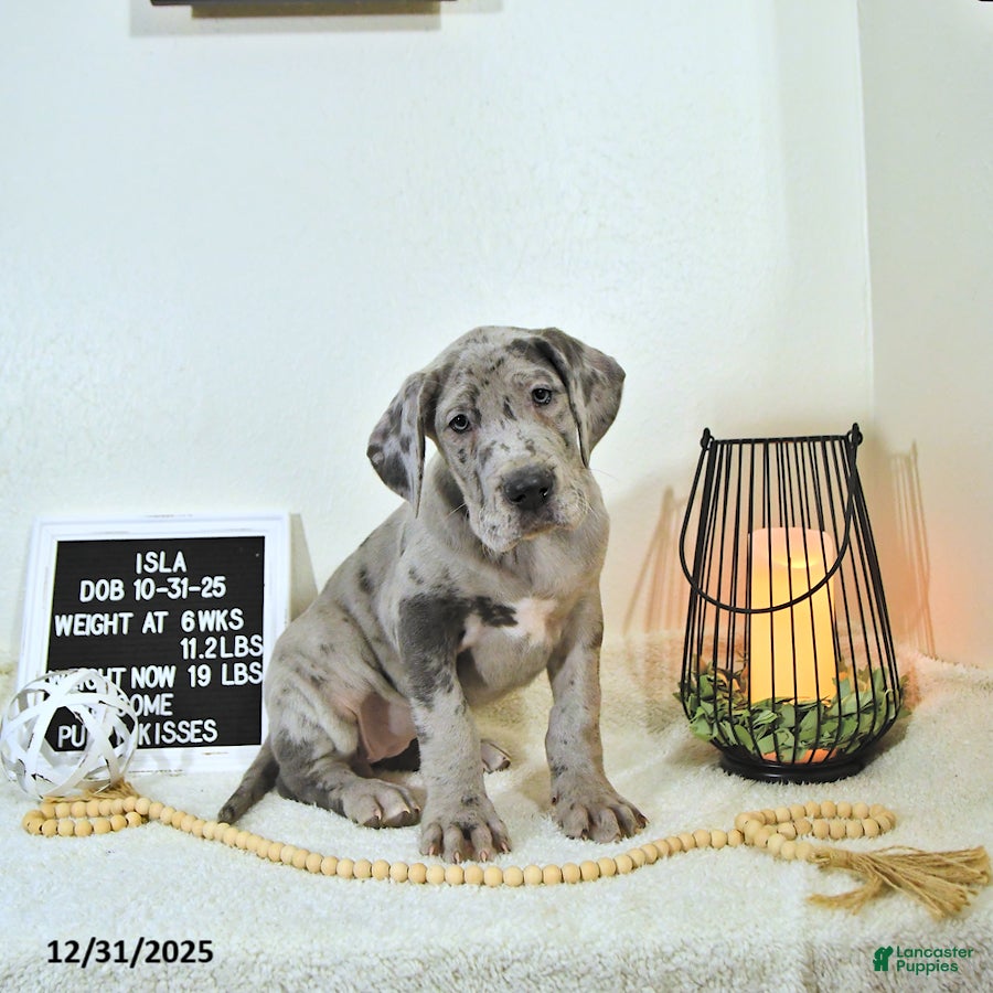 Great Dane dogs Isla - Ad 36