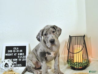 Great Dane dogs Isla - Ad 2